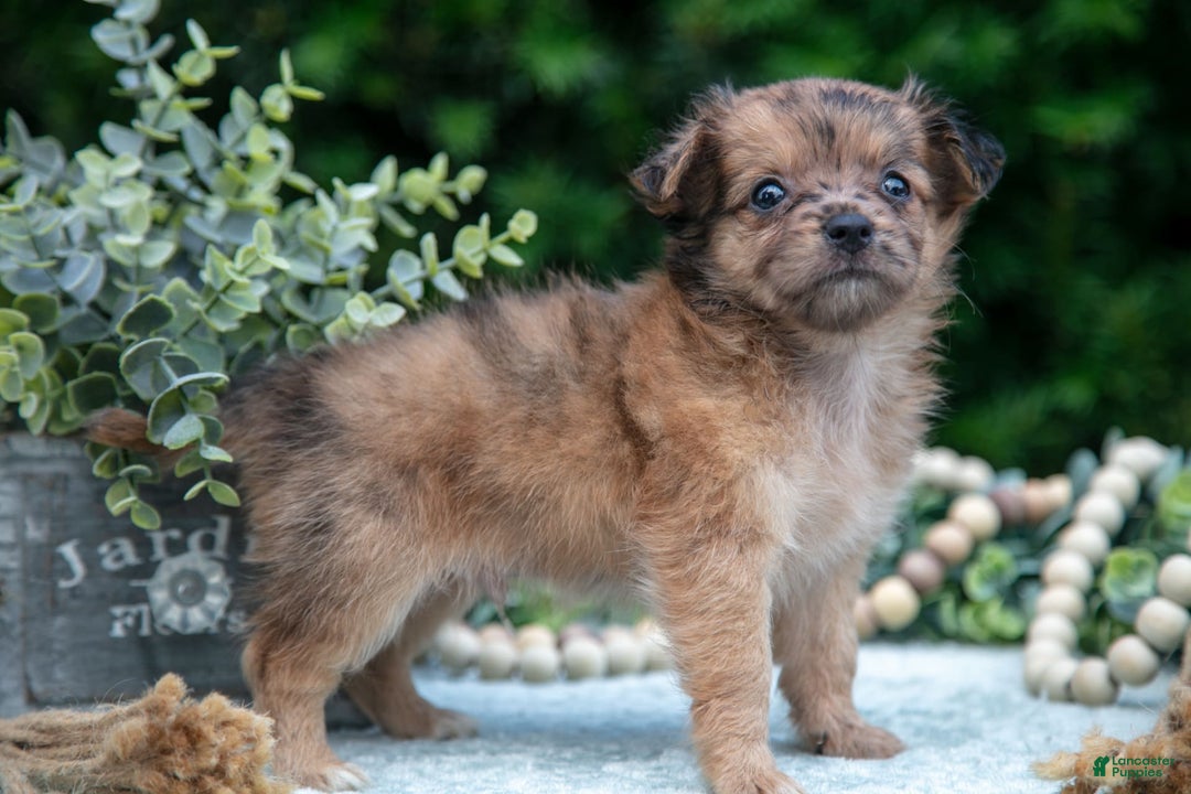 Chihuahua dogs for sale: Pebbles - Image 2