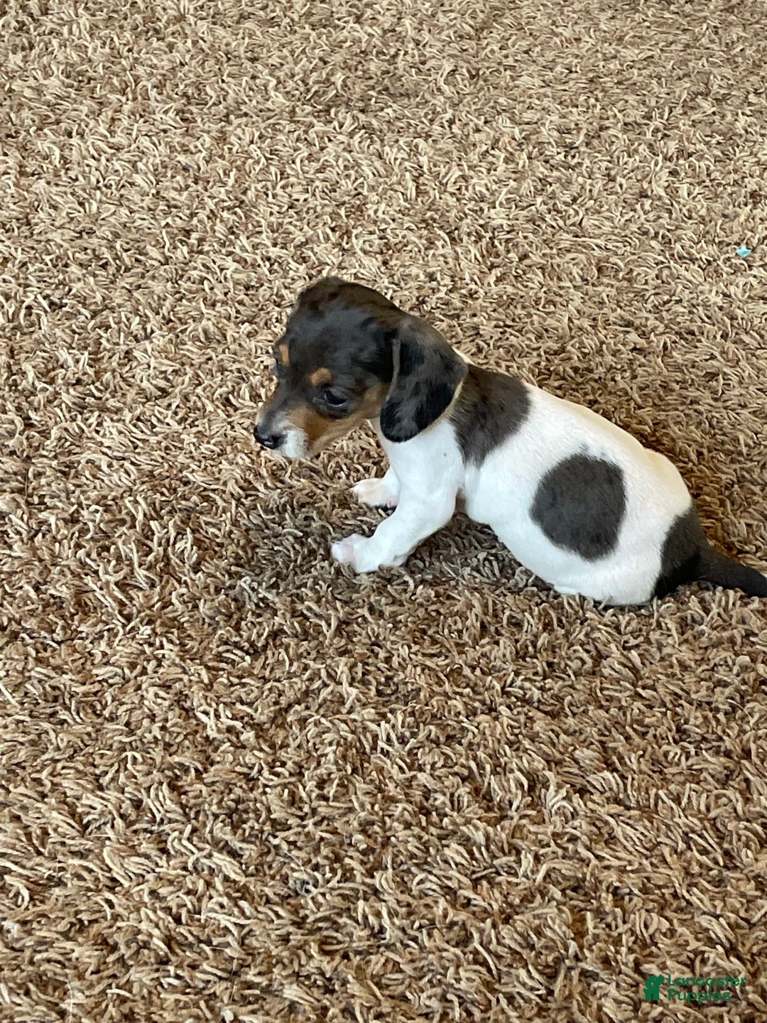 Miniature Dachshund dogs for sale: Sayde - Image 4