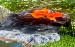Maltipoo dogs for sale: Lucy - Image 3