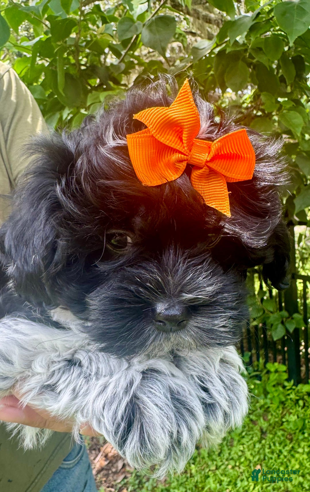 Maltipoo dogs for sale: Lucy - Image 3