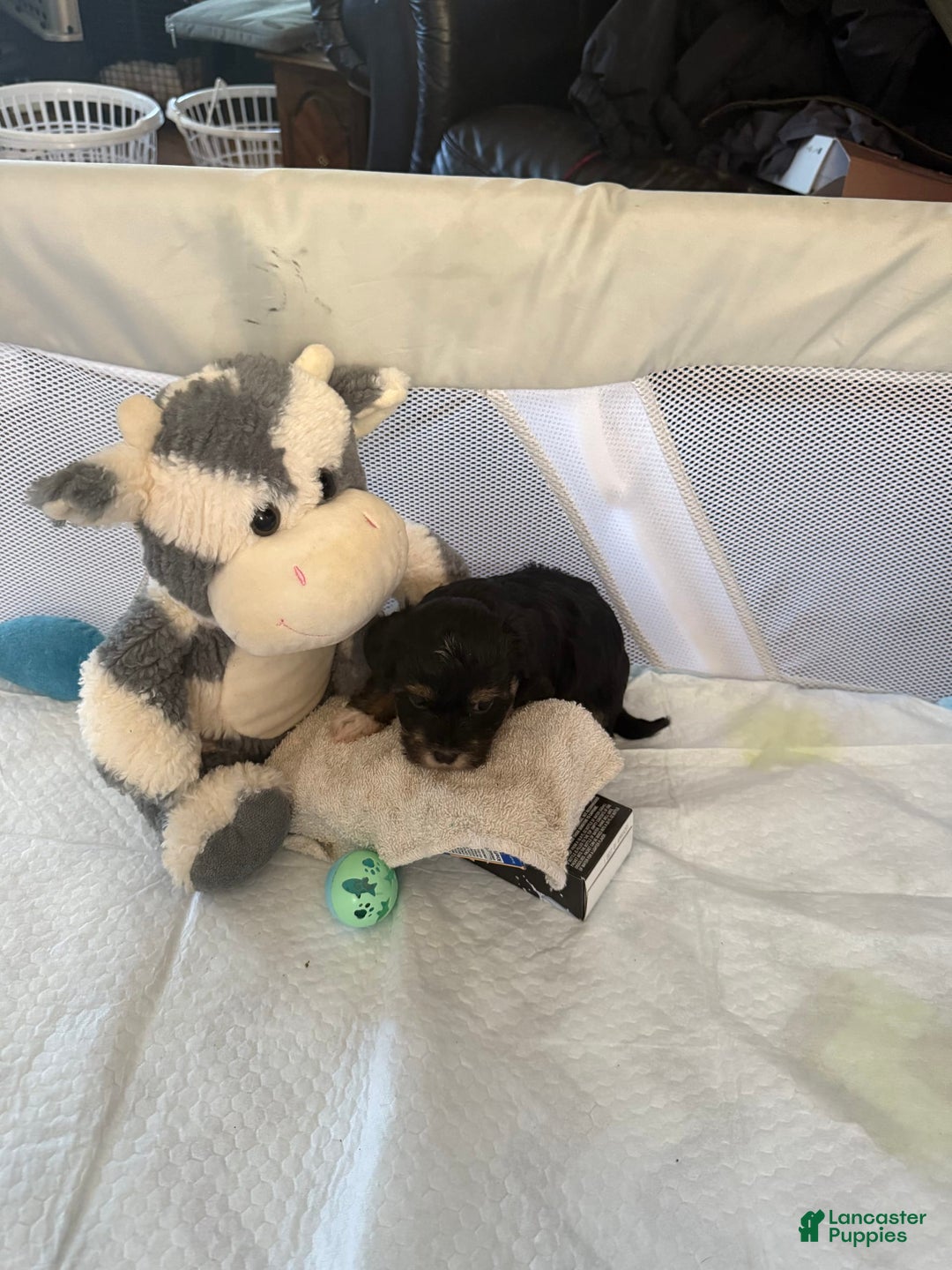 Yorkiepoo dogs for sale: Teacup Casey - Image 6