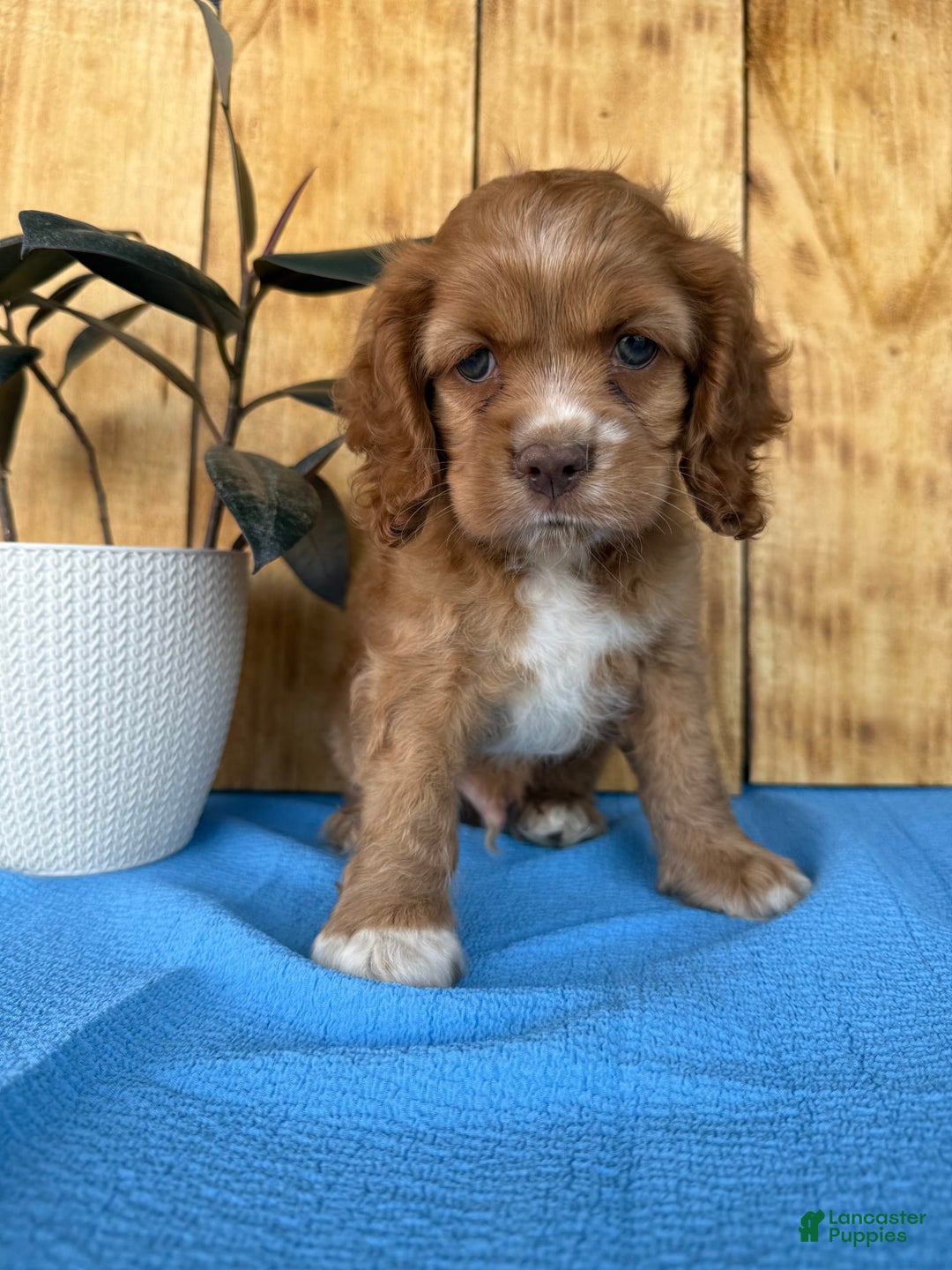 Cocker Spaniel dogs for sale: Tommy - Image 1