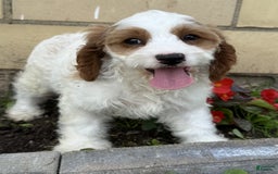 Cavapoo dogs for sale: Freddie - Image 4