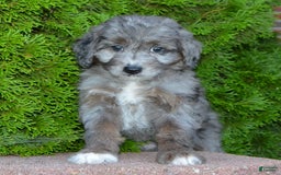 Mini Aussiedoodle dogs for sale: Mini Ava - Image 5