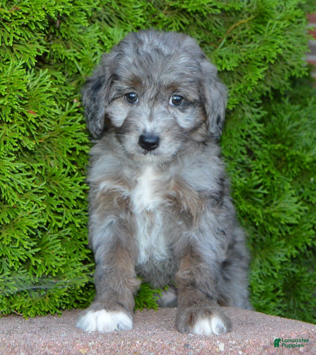 Mini Aussiedoodle dogs for sale: Mini Ava - Image 5