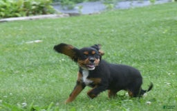 Cavalier King Charles Spaniel dogs for sale: Mr. Casanova - Image 2