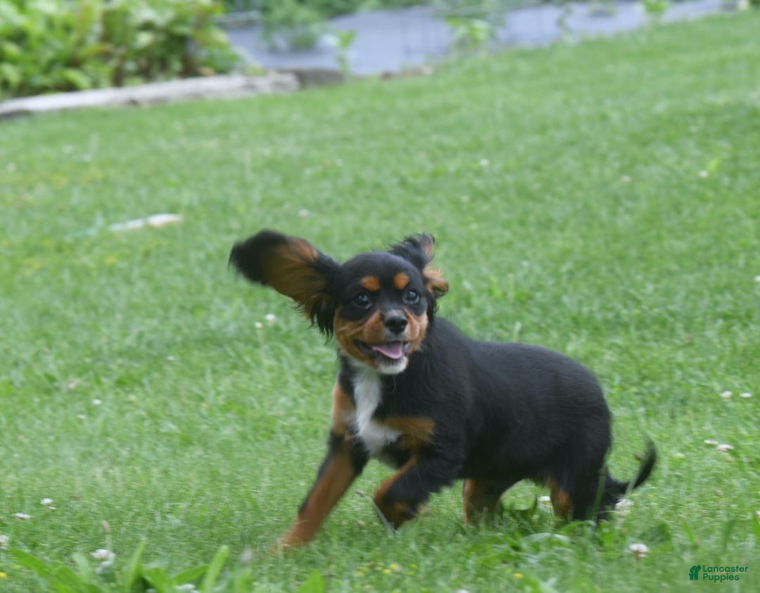 Cavalier King Charles Spaniel dogs for sale: Mr. Casanova - Image 2