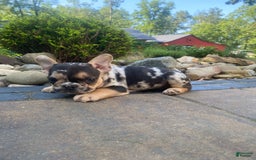French Bulldog dogs for sale: Rocky - Image 3