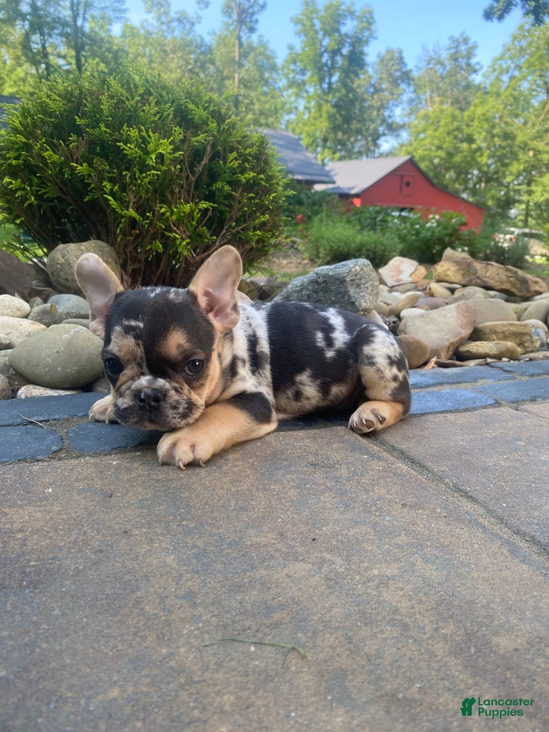 French Bulldog dogs for sale: Rocky - Image 3