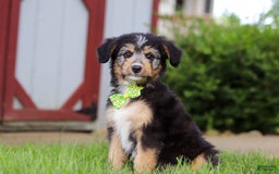Mini Bernedoodle dogs for sale: Ollie - Image 2