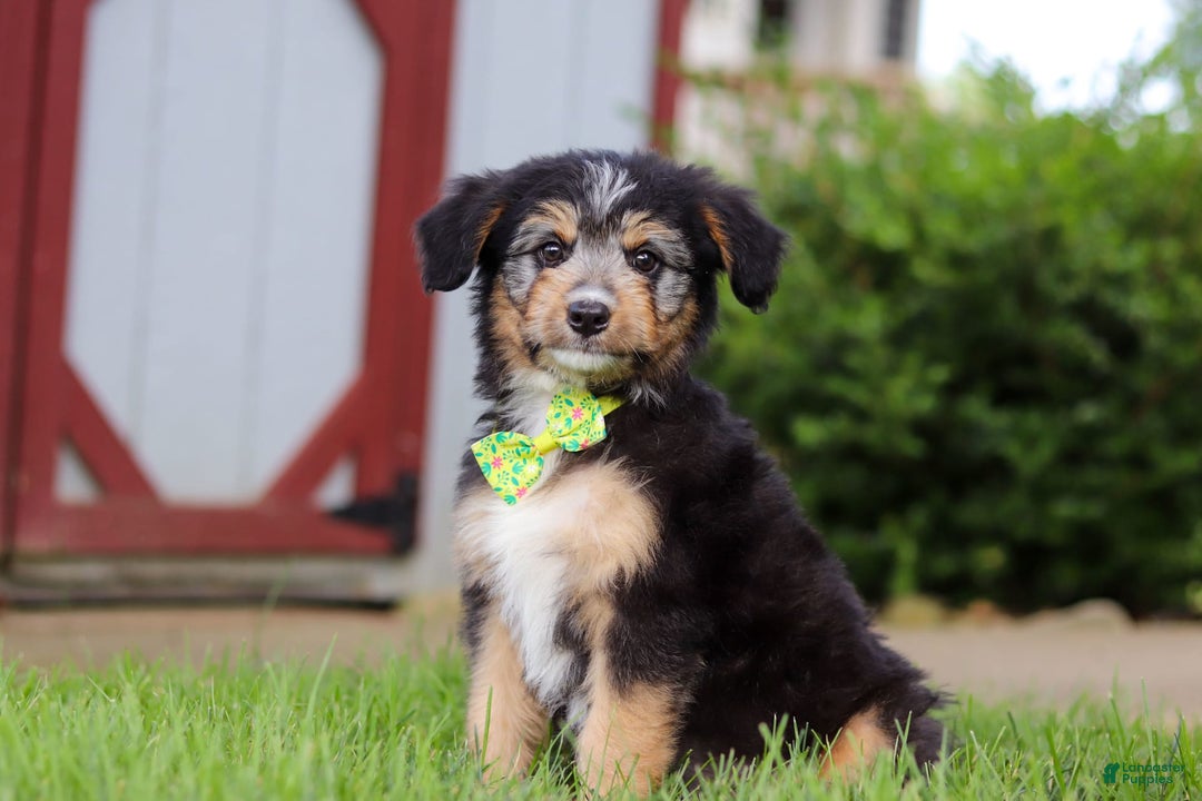 Mini Bernedoodle dogs for sale: Ollie - Image 2