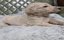Standard Poodle dogs for sale: Maple - Image 2