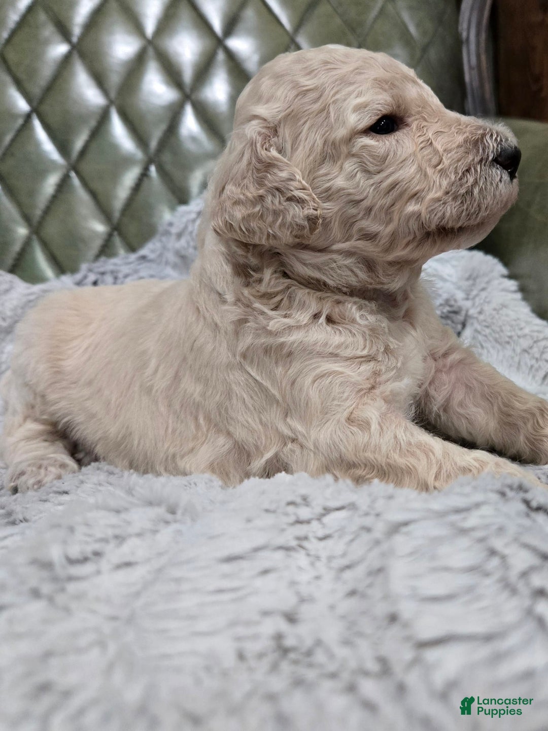 Standard Poodle dogs for sale: Maple - Image 2