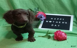 Miniature Dachshund dogs for sale: Ollie - Image 4