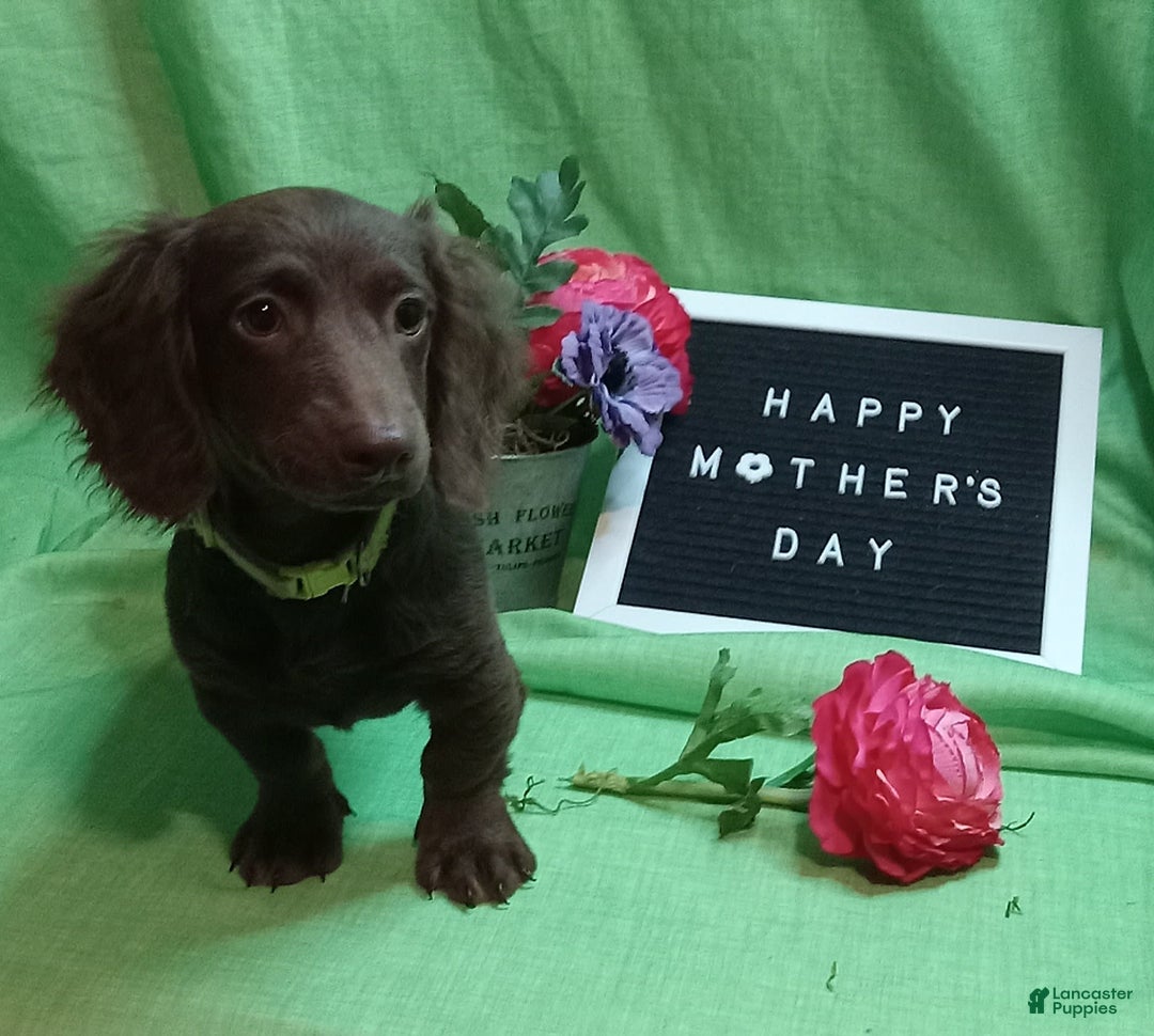 Miniature Dachshund dogs for sale: Ollie - Image 4