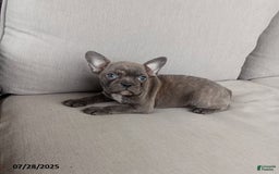 Frenchton dogs for sale: Carter - Image 6