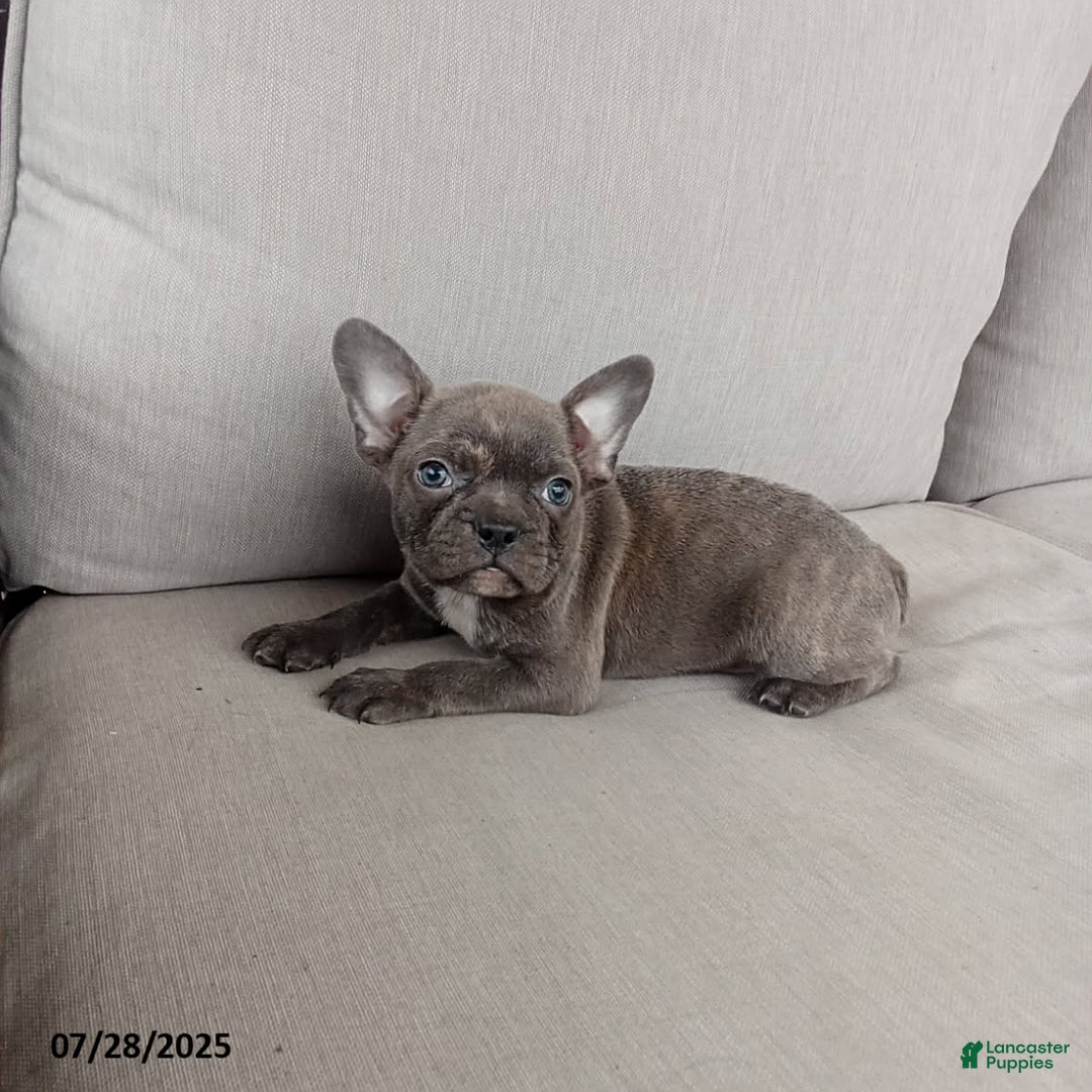 Frenchton dogs for sale: Carter - Image 6