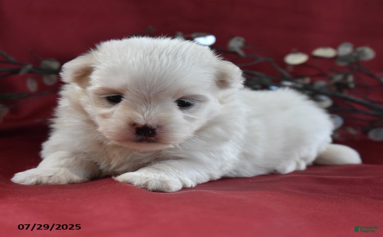Maltese dogs for sale - Ad 5