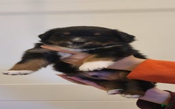 Australian Shepherd dogs for sale: Nubby Fully Vaccinated - Image 6