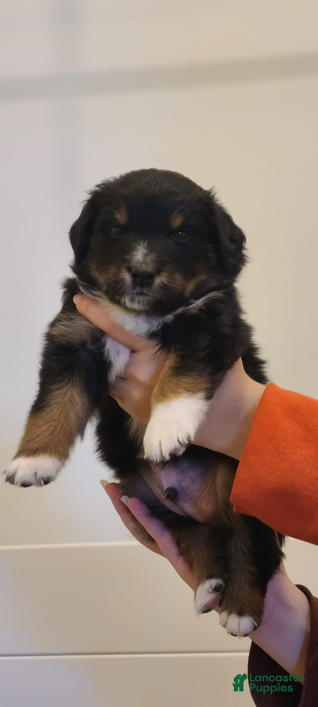 Australian Shepherd dogs for sale: Nubby Fully Vaccinated - Image 6