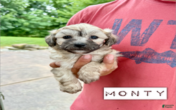 Chinese Crested dogs for sale: Monty - Image 1