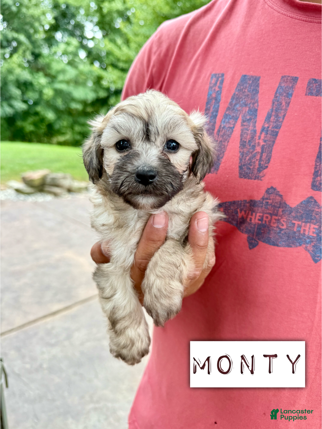 Chinese Crested dogs for sale: Monty - Image 1