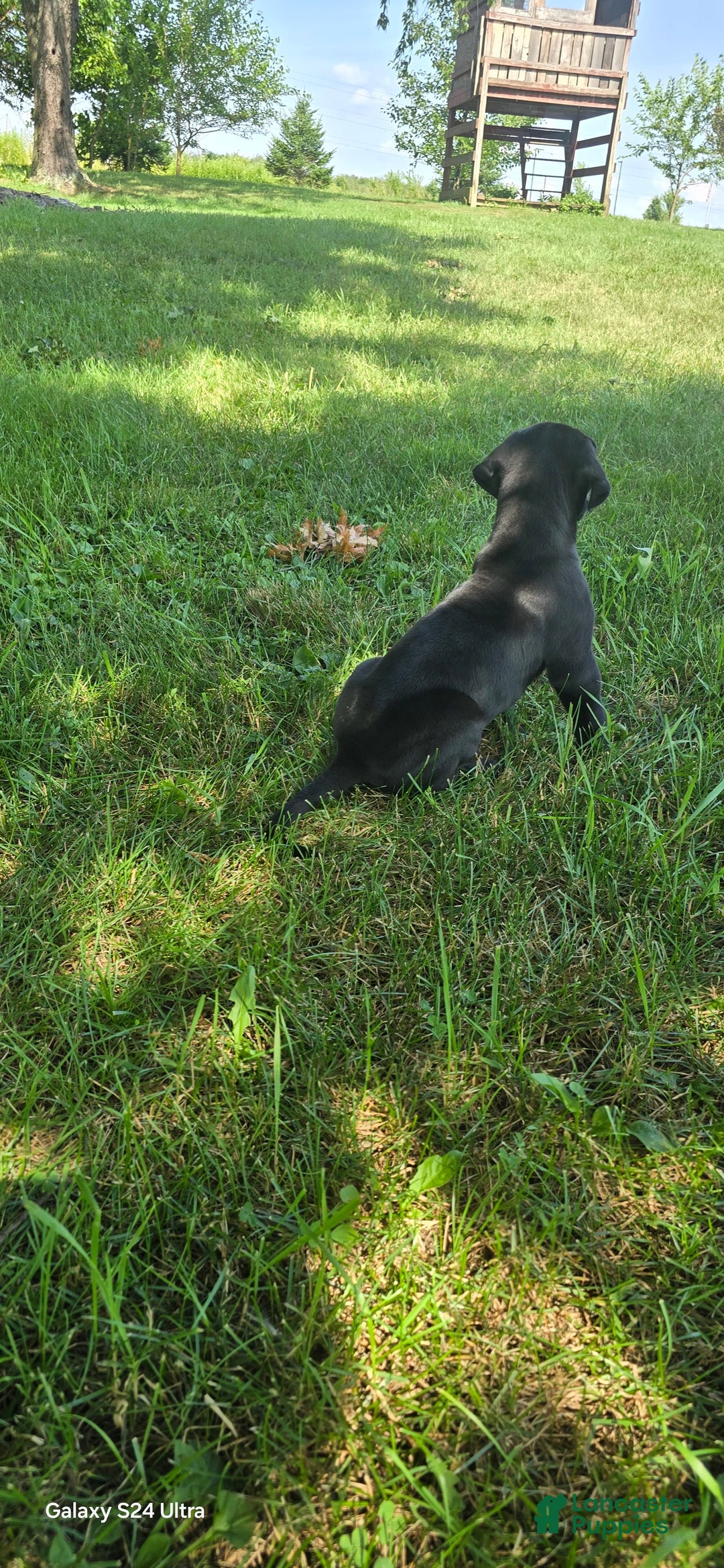 Great Dane dogs for sale: Storm - Image 26