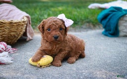 Miniature Poodle dogs for sale: Twila - Image 6