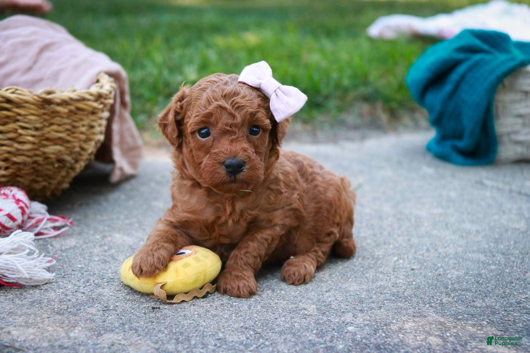 Miniature Poodle dogs for sale: Twila - Image 6