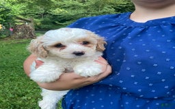Cockapoo dogs for sale: Buddy - Image 3