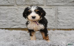 Bernedoodle dogs for sale: Findley - Image 5