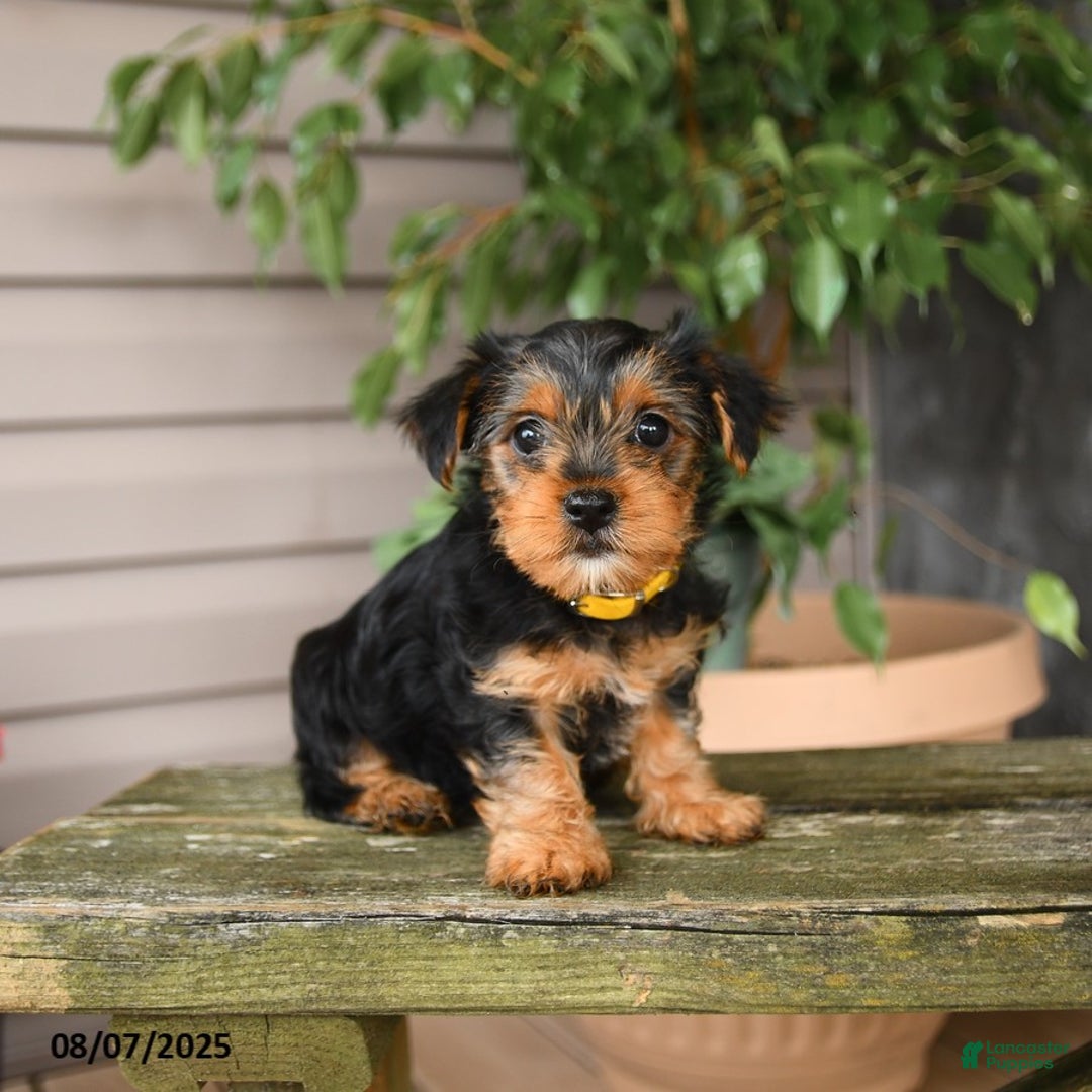 Yorkshire Terrier dogs for sale: Honey - Image 1