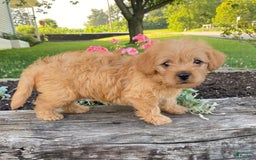 Yorkiepoo dogs for sale: Potter - Image 3
