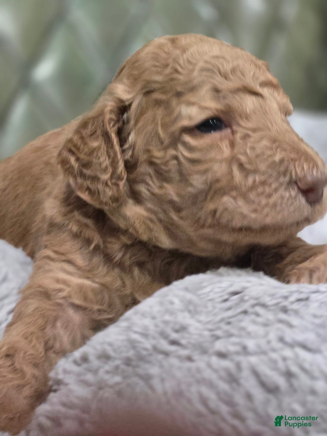 Standard Poodle dogs for sale: Mahogany - Image 5