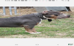 American Bully dogs for sale: Socks - Image 102