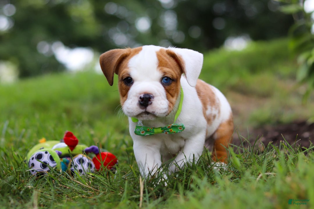 Beabull dogs for sale: Harley - Image 3