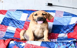 Cane Corso dogs for sale: Milo - Image 7