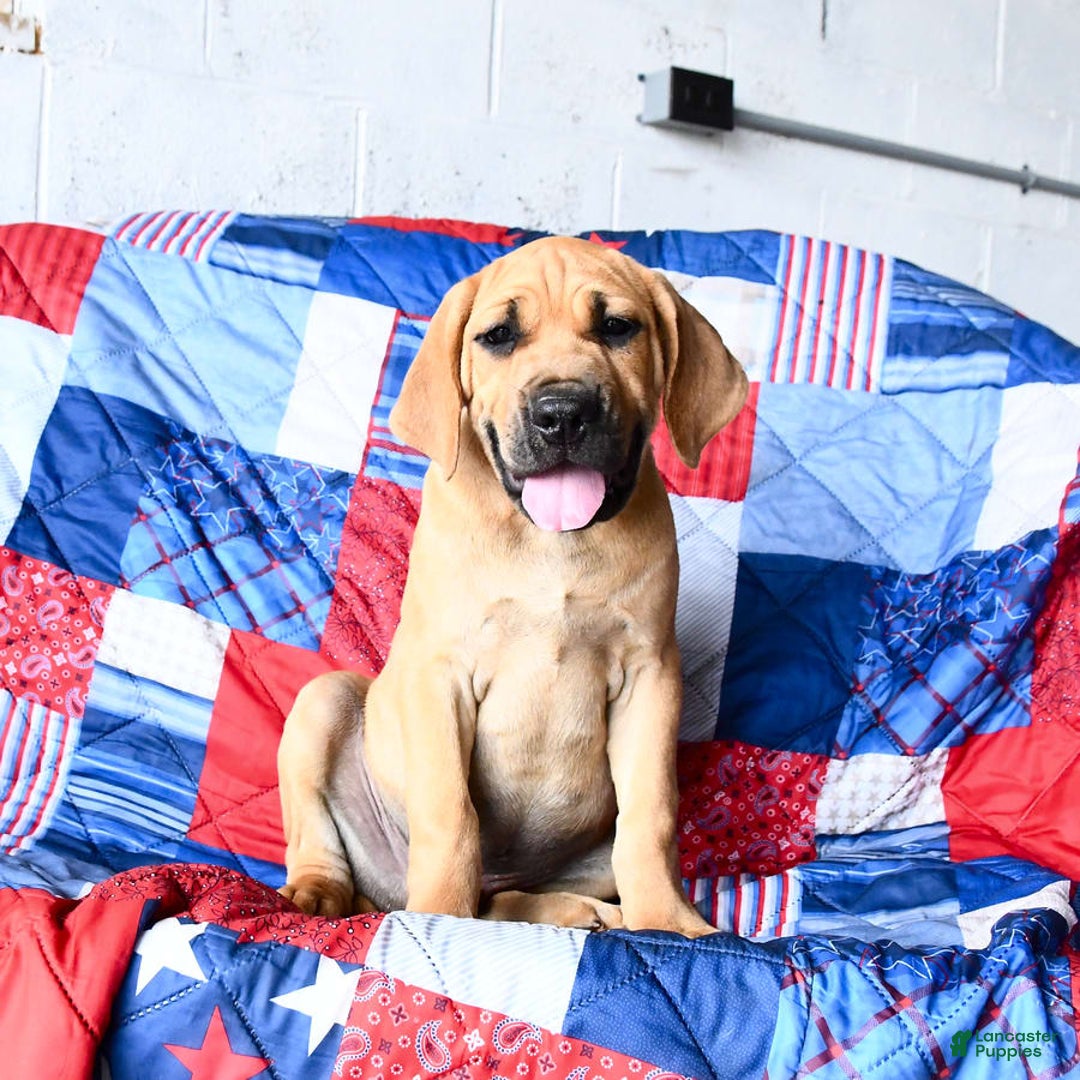 Cane Corso dogs for sale: Milo - Image 7