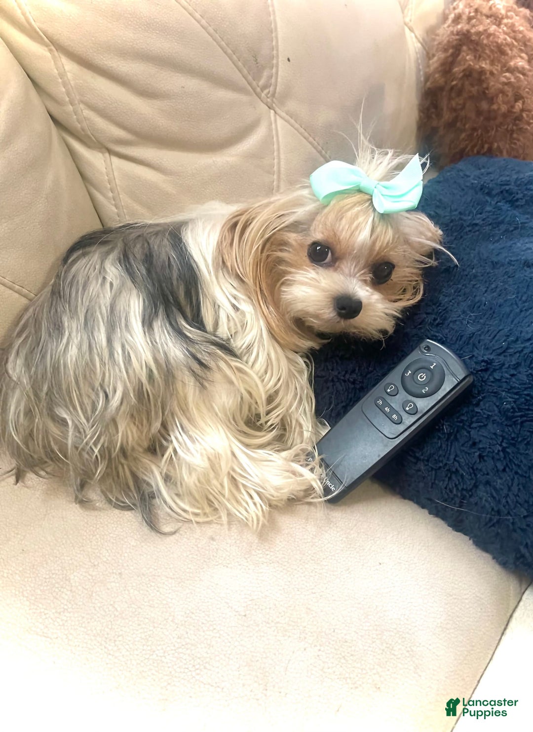 Yorkshire Terrier dogs for sale: Pat - Image 2