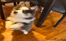 Pomsky dogs for sale: Magneto - Image 2