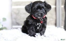 Yorkiepoo dogs for sale: Button - Image 1