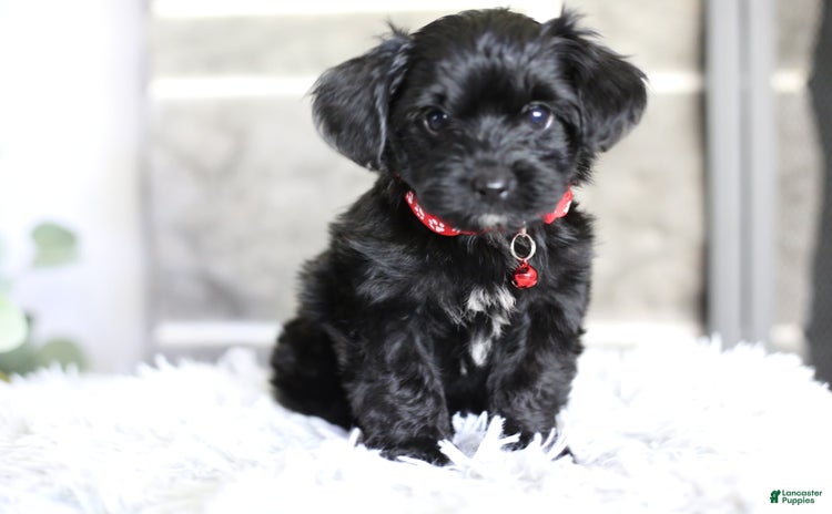 Yorkiepoo dogs for sale - Ad 2