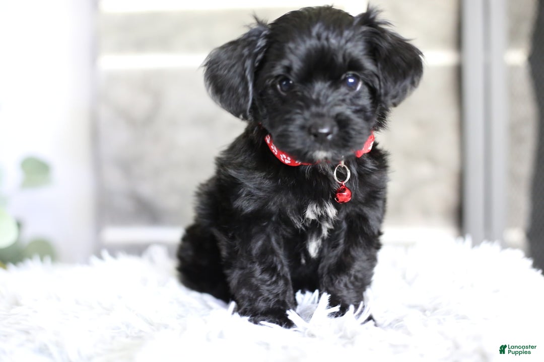 Yorkiepoo dogs for sale: Button - Image 1