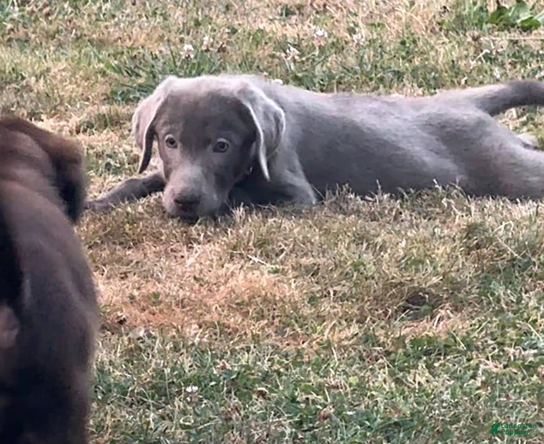 Labrador Retriever dogs for sale: Suger - Image 5