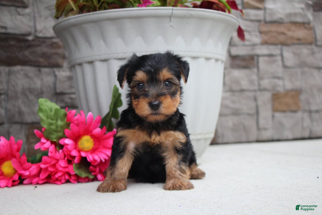 Yorkshire Terrier dogs for sale: Austin - Image 2