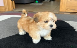 Lhasa Apso dogs for sale: Benji - Image 1