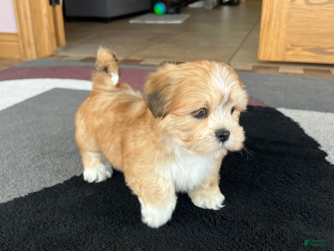 Lhasa Apso dogs for sale: Benji - Image 1