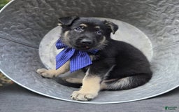 German Shepherd dogs for sale: Randy - Image 6