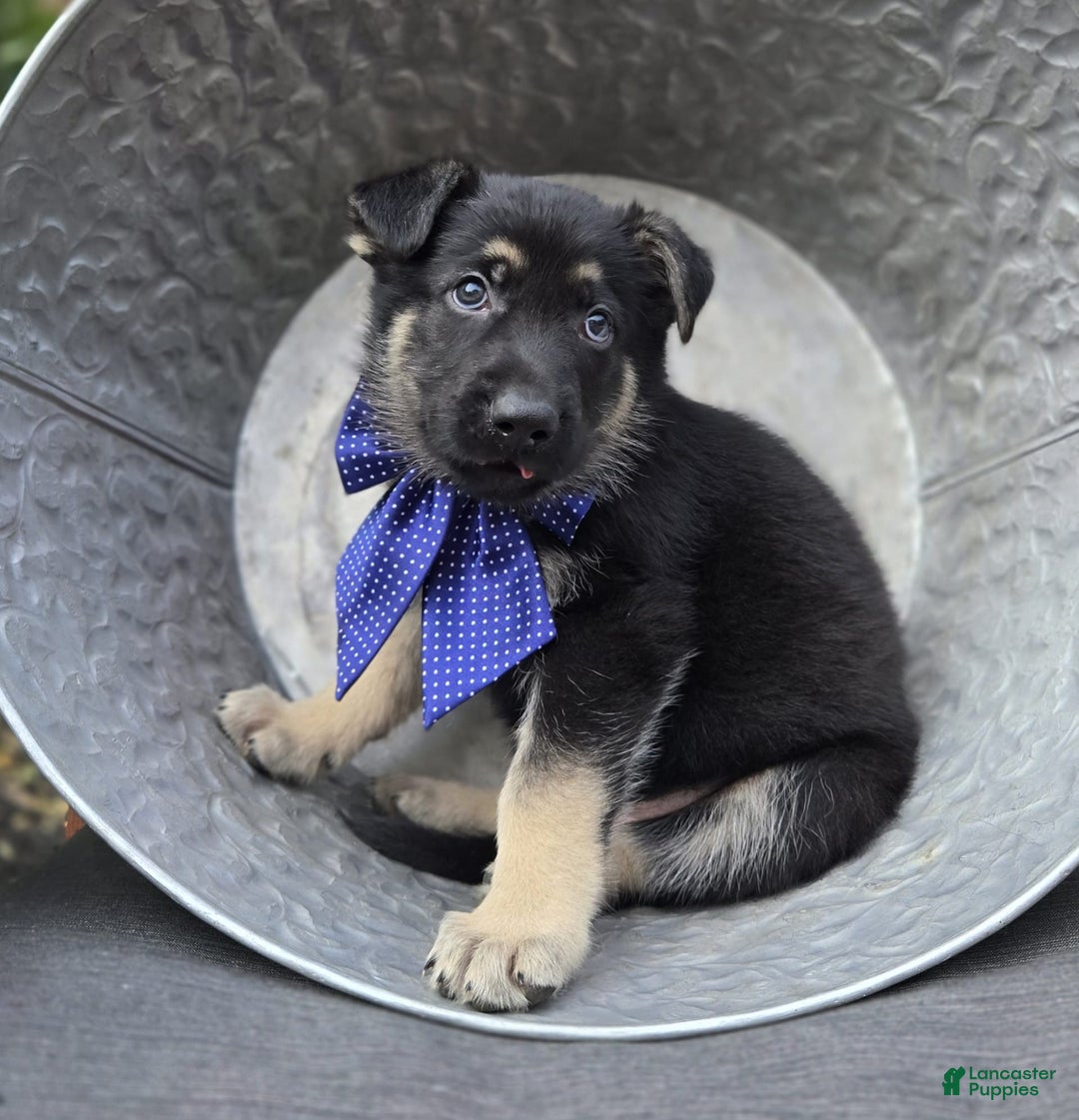 German Shepherd dogs for sale: Randy - Image 6