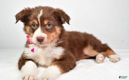 Australian Shepherd dogs for sale: Sadie - Image 7
